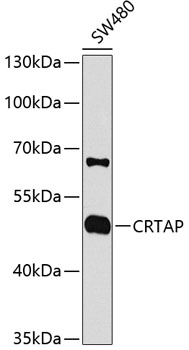 a05852 crtap primary antiboties wb testing 1