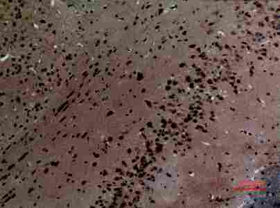 a05855 strn primary antibodyes ihc testing 3