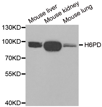 a05856 h6pd primary antiboties wb testing 1