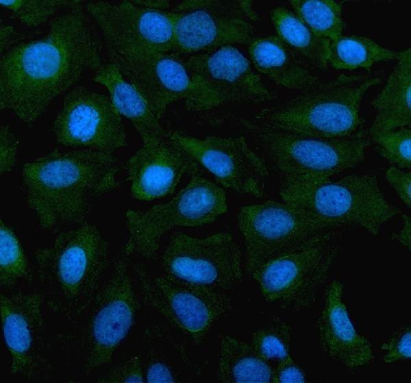 a05857 2 ppat primary antibodies if testing 1
