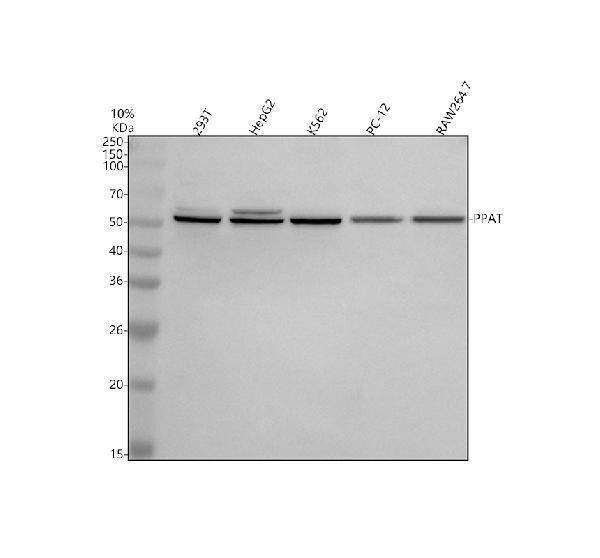 a05857 2 ppat primary antibodies wb testing 1