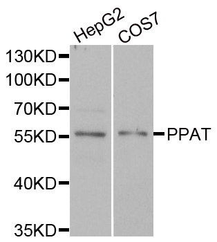 a05857 ppat primary antiboties wb testing 1