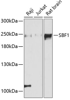 a05858 sbf1 primary antiboties wb testing 1