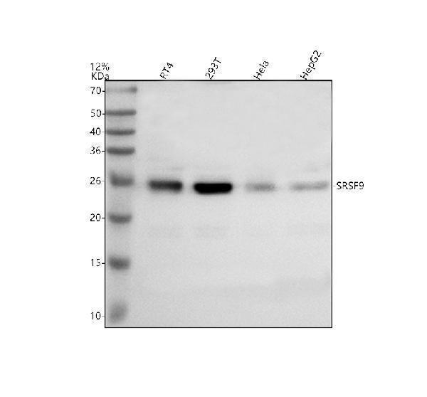 Western blot analysis of SRSF9 using anti-SRSF9 antibody (A05860-2)