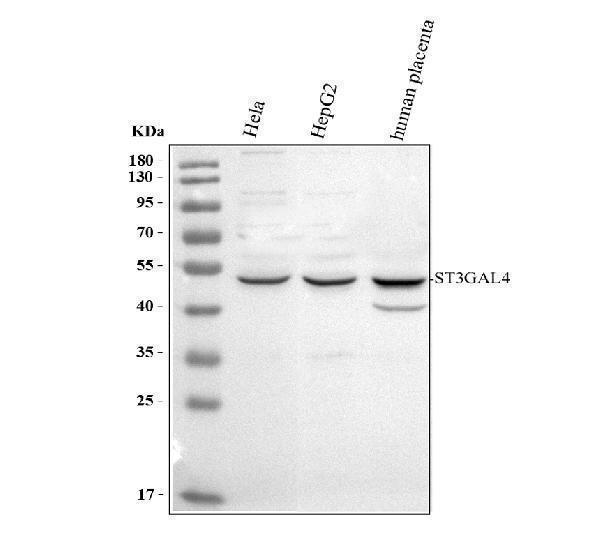 Western blot analysis of ST3GAL4 using anti-ST3GAL4 antibody (A05863-1)