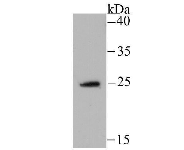 Western blot analysis of NDUFS3 on HepG2 cell using anti-NDUFS3 antibody at 1/500 dilution