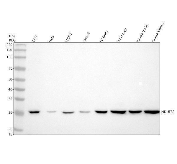  Western blot analysis of NDUFS3 using anti-NDUFS3 antibody (A05867-2)