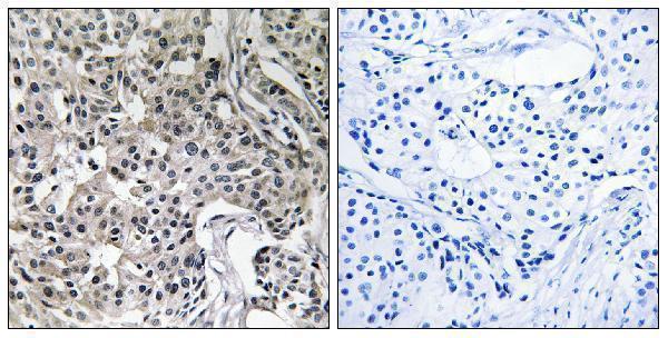 a05870 1 usp19 primary antibodies ihc testing 1