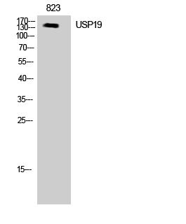 a05870 1 usp19 primary antibodies wb testing 2