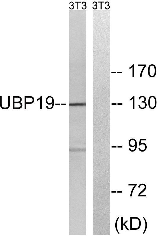 a05870 1 usp19 primary antibodies wb testing 3