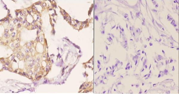 a05870 2 usp19 primary antiboties ihc testing 2