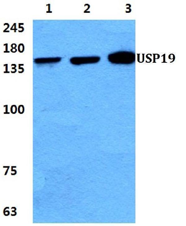 a05870 2 usp19 primary antiboties wb testing 1