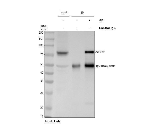 a05873 1 srp72 primary antibodies ip testing 1