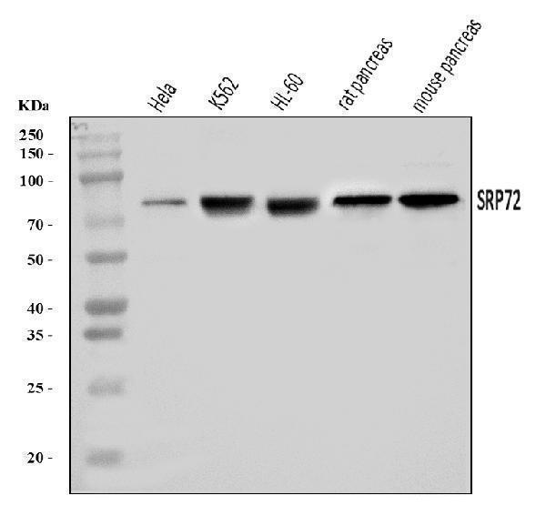  Western blot analysis of SRP72 using anti-SRP72 antibody (A05873-1)