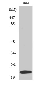 Western Blot analysis of various cells using UBE2T Polyclonal Antibody
