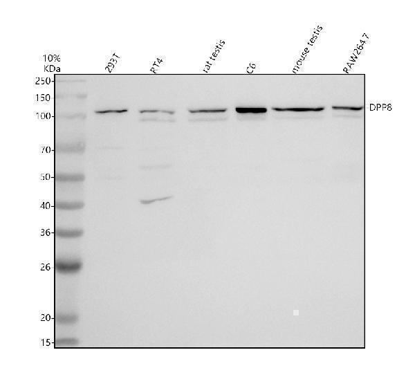 Western blot analysis of DPP8 using anti-DPP8 antibody (A05875-1)