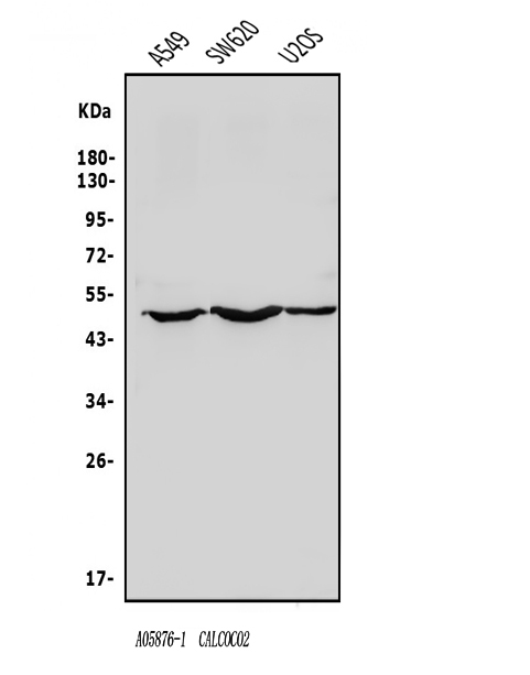 a05876 1 calcoco2 primary antibodies wb testing 1