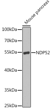 a05876 calcoco2 primary antiboties wb testing 1