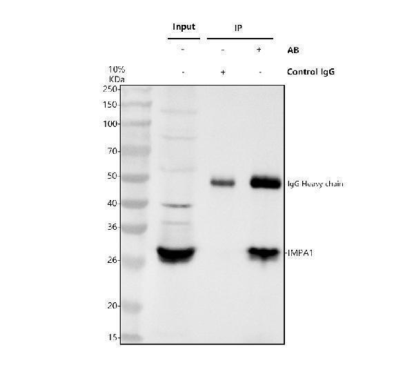 Immunoprecipitating IMPA1 in Jurkat whole cell lysate
