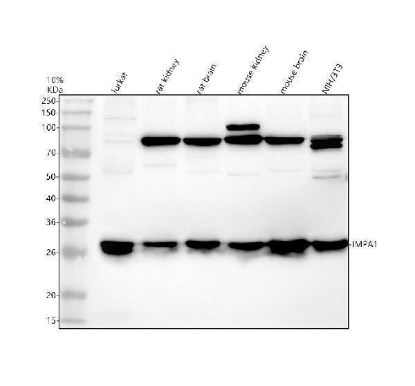 Western blot analysis of IMPA1 using anti-IMPA1 antibody (A05882-2)