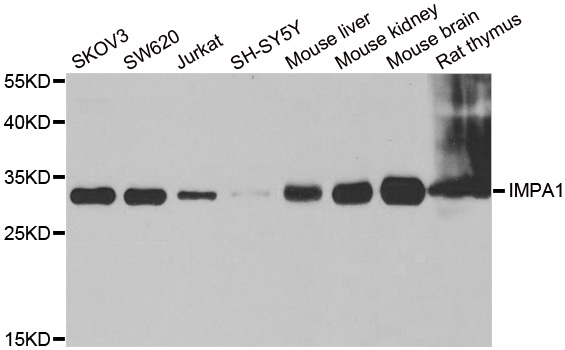 WesternBlot (WB) analysis of IMPA1 polyclonal antibody