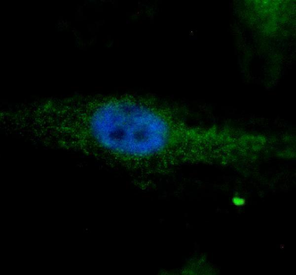 a05883 2 rab31 primary antibodies if testing 1