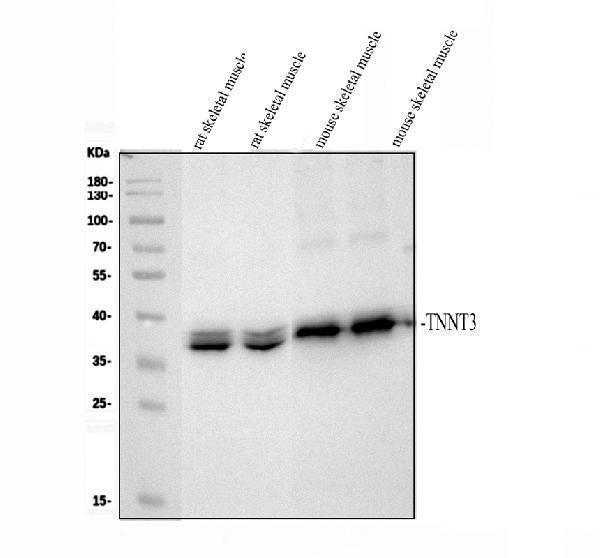a05885 2 tnnt3 primary antibodies wb testing 1