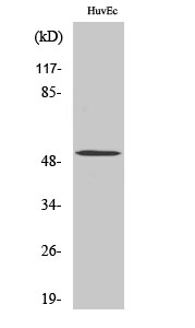 Western Blot analysis of HeLa cells using BMP-5 Polyclonal Antibody diluted at 1:1000
