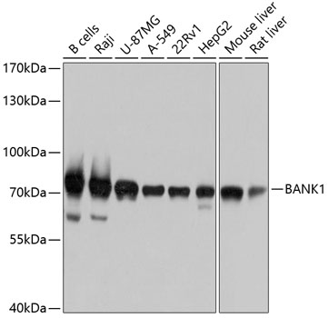 a05888 bank1 primary antiboties wb testing 1