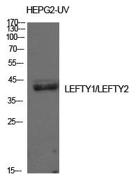a05889 lefty1 primary antibodies wb testing 2
