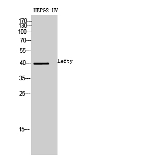 a05889 lefty1 primary antibodies wb testing 3