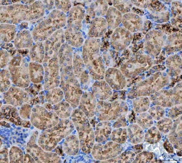 a05891 3 nit2 primary antibodies ihc testing 4