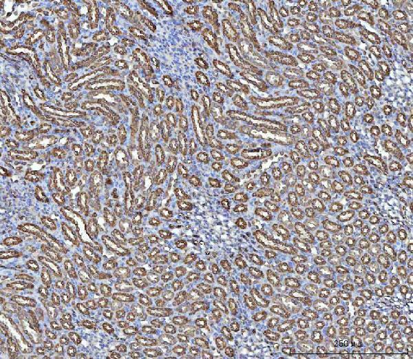 a05891 3 nit2 primary antibodies ihc testing 5