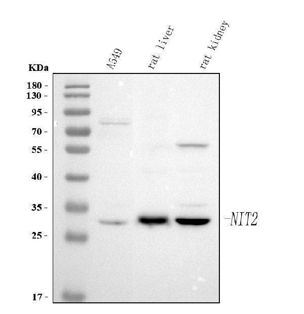  Western blot analysis of NIT2 using anti-NIT2 antibody (A05891-3)