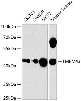 Western blot analysis of extracts of various cell lines, using TMEM43 antibody  at 1:1000 dilution