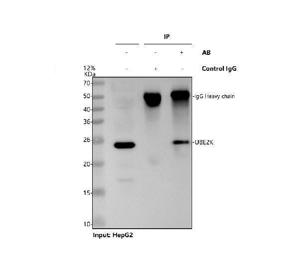 a05895 2 ube2k primary antibodies ip testing 1