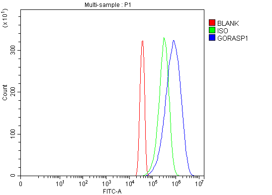  Flow Cytometry analysis of Hela cells using anti-GRASP65/GORASP1 antibody (A05896-2)