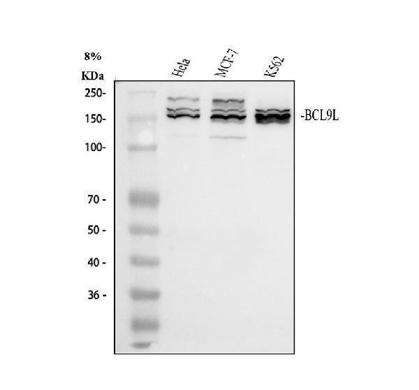 a05905 bcl9l primary antibodies wb testing 1