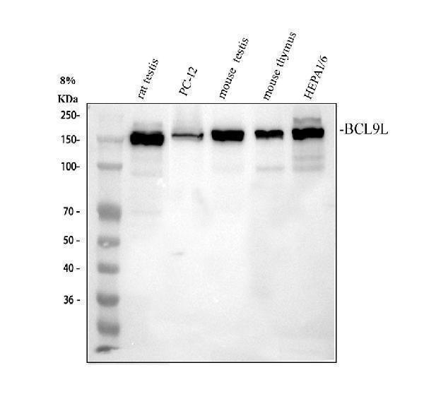 a05905 bcl9l primary antibodies wb testing 2