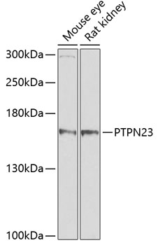 a05909 ptpn23 primary antiboties wb testing 1