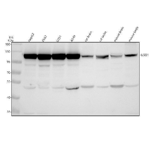 a05911 2 uso1 primary antibodies wb testing 1
