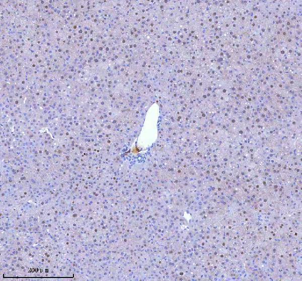 a05912 2 bccip primary antibodies ihc testing 2