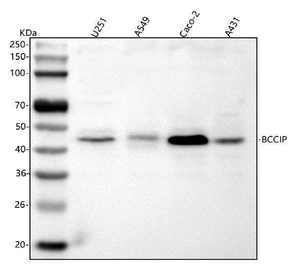 a05912 2 bccip primary antibodies wb testing 1