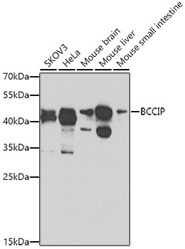 Western blot analysis of extracts of various cell lines, using BCCIP antibody  at 1:1000 dilution