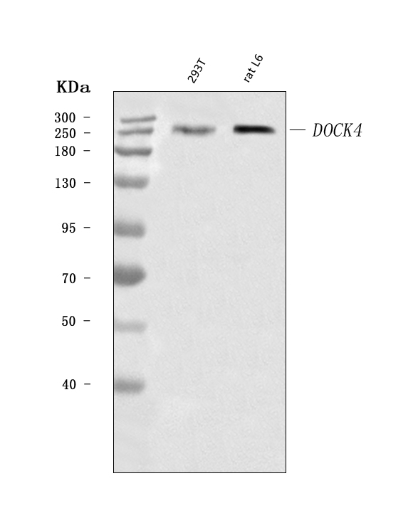 a05916 1 dock4 primary antibodies wb testing 1