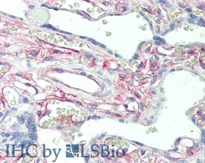 Immunohistochemistry of rabbit anti-Protein Kinase C delta Binding Protein antibody