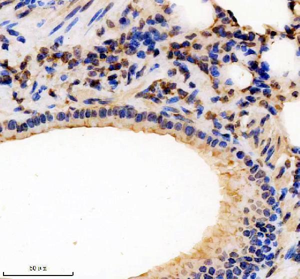 a05921 1 peli1 primary antibodies ihc testing 3