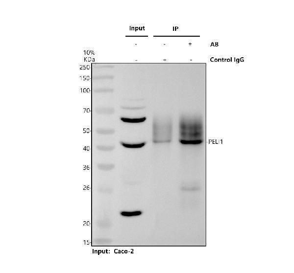 a05921 1 peli1 primary antibodies ip testing 1
