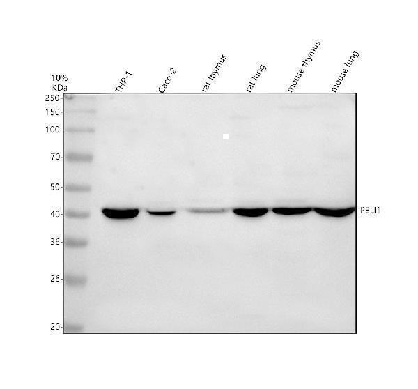 Western blot analysis of PELI1 using anti-PELI1 antibody (A05921-1)