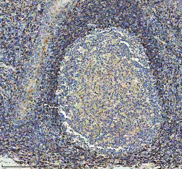 a05922 1 hvcn1 primary antibodies ihc testing 2